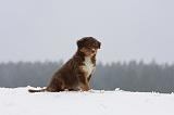 BERGER AUSTRALIEN PUPPIES 545